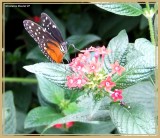 Héloconius hécale (Heliconius hecale)
