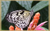 Leuconé (Idea leucone)