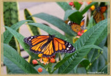 Monarque (Danaus plexippus)