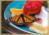 Monarque (Danaus plexippus)