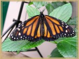 Monarque (Danaus plexippus)