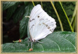 Morpho blanc (Morpho polyphemus)