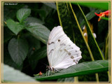 Morpho blanc (Morpho polyphemus)