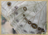 Morpho blanc (Morpho polyphemus)