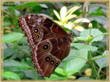 Morpho bleu (Morpho helenor)