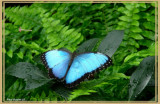 Morpho bleu (Morpho helenor)