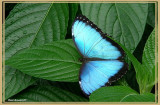 Morpho bleu (Morpho helenor)