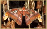 Papillon cobra (Attacus atlas)