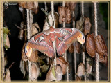 Papillon cobra (Attacus atlas)