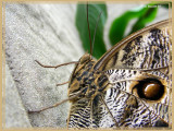 Papillon-chouette (Caligo eurilochus)