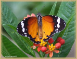 Petit Monarque (Danaus chrysippus)