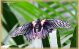 Porte-queue écarlate (Papilio rumanzovia)
