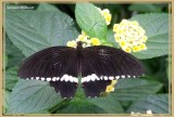 Voilier mormon (Papilio polytes)