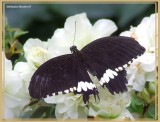 Voilier mormon (Papilio polytes)
