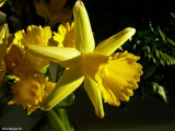 Narcisse