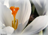 Crocus