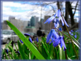 Scille (Scilla sibirica)