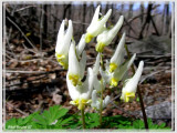 Dicentre à capuchon (Dicentra cucullaria)