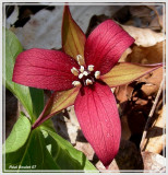 Trille dress (Trillium erectum)