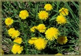 Pissenlit officinal (Taraxacum officinale)