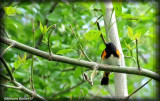 Paruline flamboyante (American Redstart)