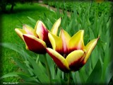 Tulipes