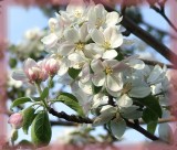 Fleurs de pommier