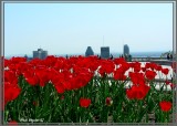 Tulipes sur Montréal