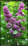 Lilas