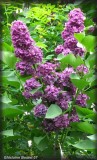 Lilas