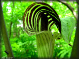 Arisma rouge fonc ou Oignon sauvage ou Petit Prcheur (Arisaema atrorubens)