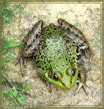 Grenouille verte