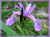 Iris versicolore