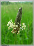 Plaintain lancéolé