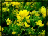 Lotier corniculé (Lotus corniculatus)