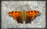 Polygone virgule - Polygonia comma