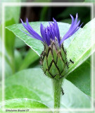 Centaurée
