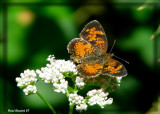 Croissant du nord (Phyciodes cocyta)