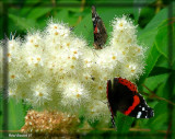 Vulcain - Vanessa atalanta rubria