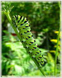 Papillon queue-courte (chenille)
