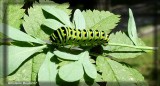 Papillon queue-courte (chenille)