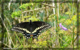 Papillon du cleri - Papilio polyxenes 