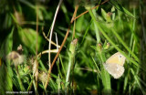 Satyre fauve - Coenonympha inornata 