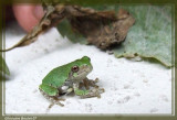 Rainette versicolore