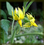 Fleurs de tomate