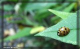 Coccinelle asiatique multicolore