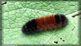 Isia Isabelle (chenille)