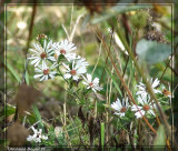 Aster