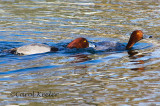 Redhead squabble