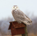 Gallery: Snowy Owls